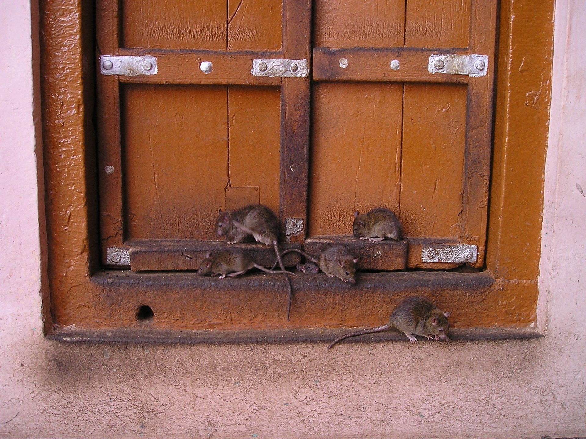 Dératisation d'une maison à Salon-de-Provence